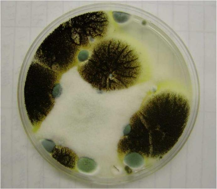 mould penicillin