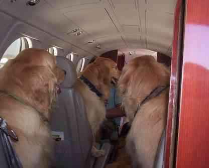 Dogs on a plane