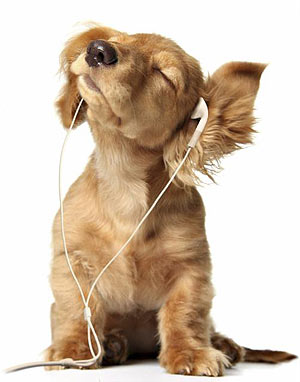 A little rocking dog