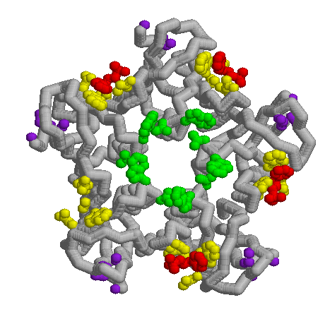model of Shiga toxin